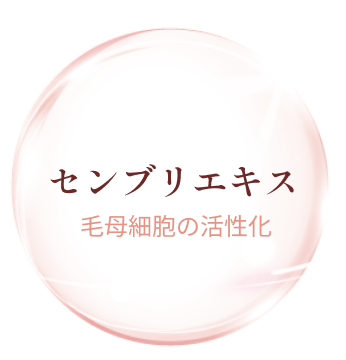 センブリエキス 毛母細胞の活性化